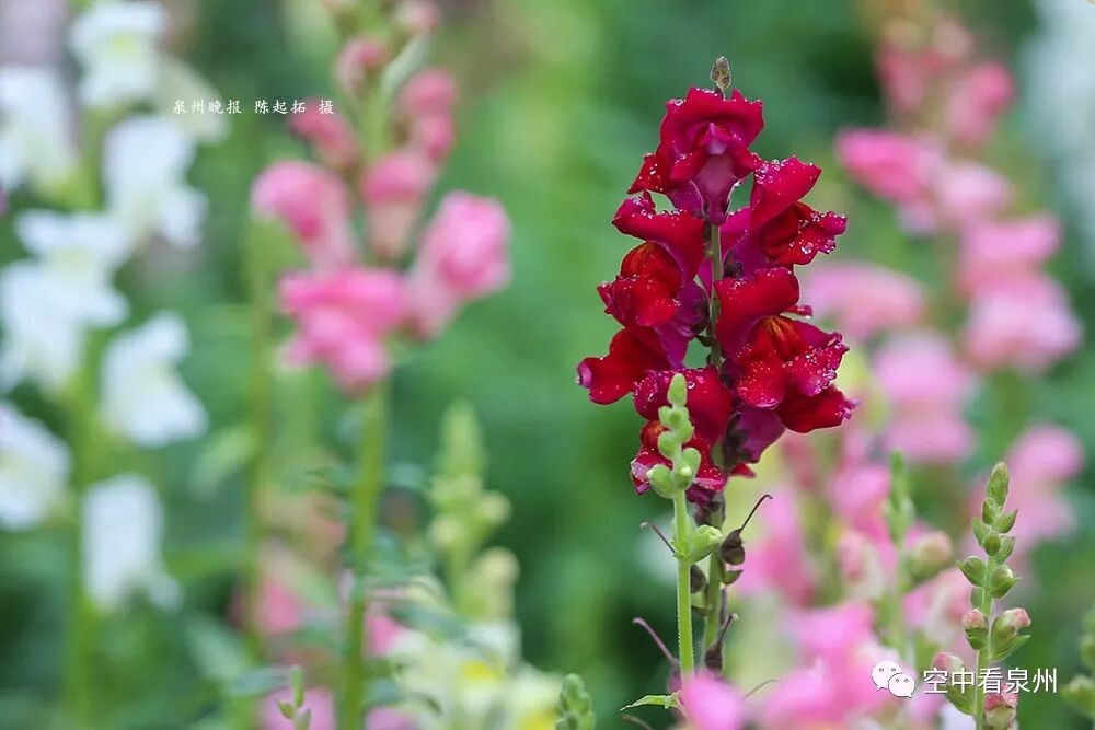 金鱼草花期_丰满多肉的大美屁股女图_怎么区分草金鱼和金鱼
