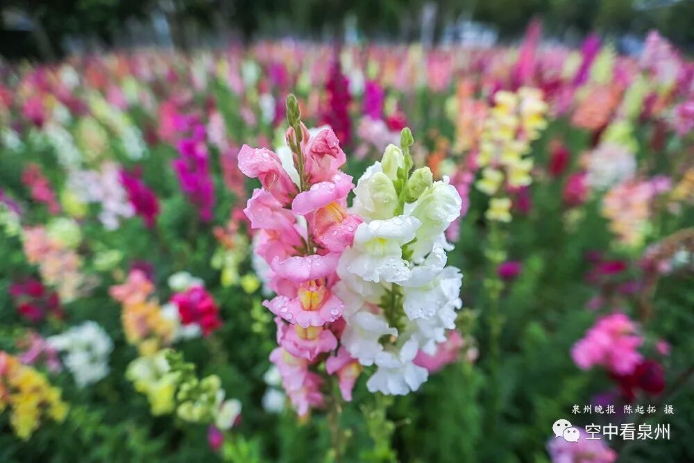 丰满多肉的大美屁股女图_金鱼草花期_怎么区分草金鱼和金鱼