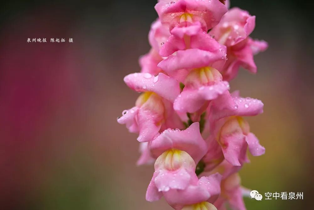 怎么区分草金鱼和金鱼_金鱼草花期_丰满多肉的大美屁股女图