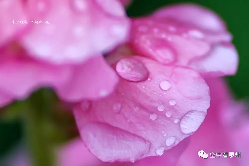 丰满多肉的大美屁股女图_怎么区分草金鱼和金鱼_金鱼草花期