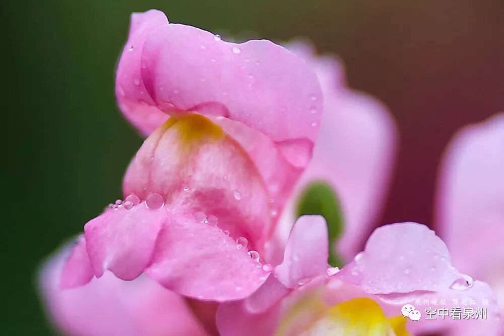 金鱼草花期_怎么区分草金鱼和金鱼_丰满多肉的大美屁股女图