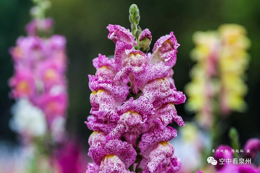 金鱼草花期_丰满多肉的大美屁股女图_怎么区分草金鱼和金鱼