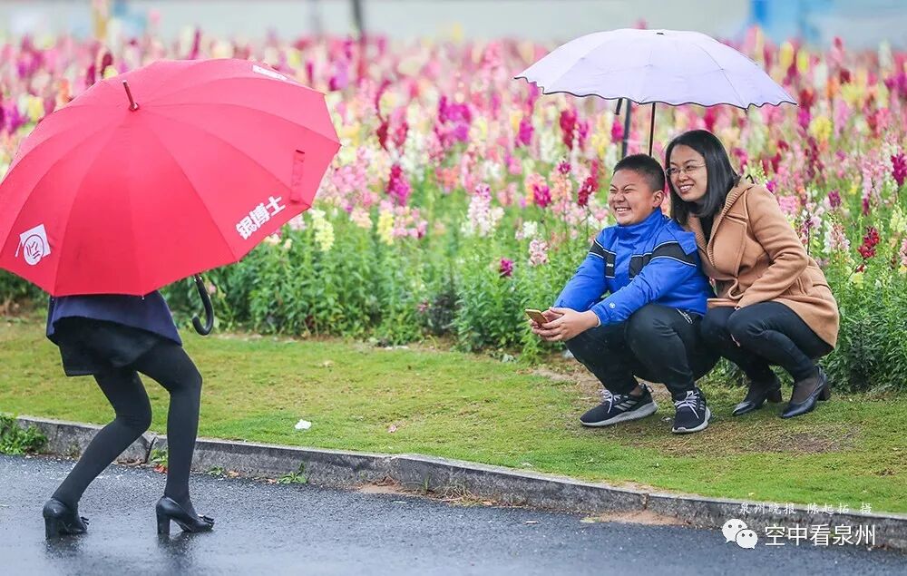 怎么区分草金鱼和金鱼_金鱼草花期_丰满多肉的大美屁股女图