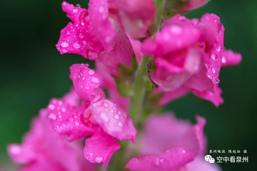 金鱼草花期_怎么区分草金鱼和金鱼_丰满多肉的大美屁股女图