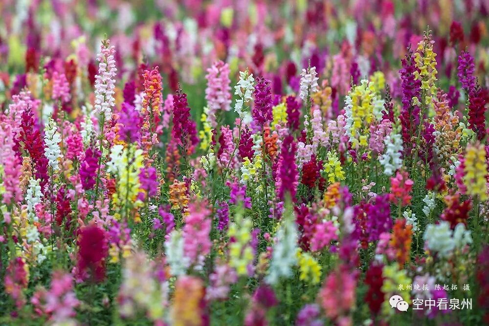 怎么区分草金鱼和金鱼_丰满多肉的大美屁股女图_金鱼草花期