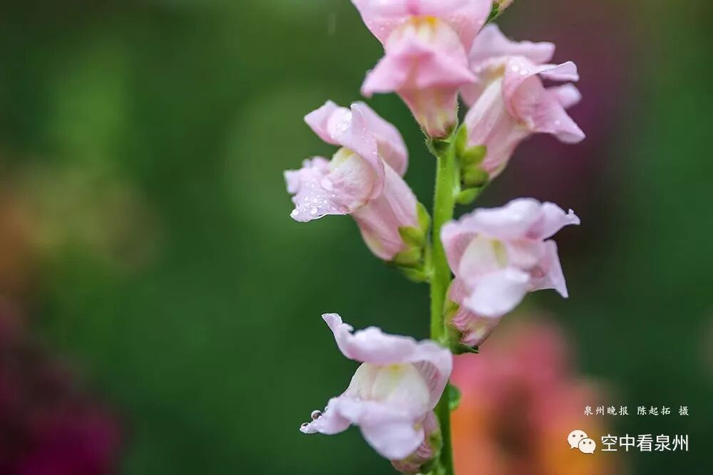 怎么区分草金鱼和金鱼_丰满多肉的大美屁股女图_金鱼草花期