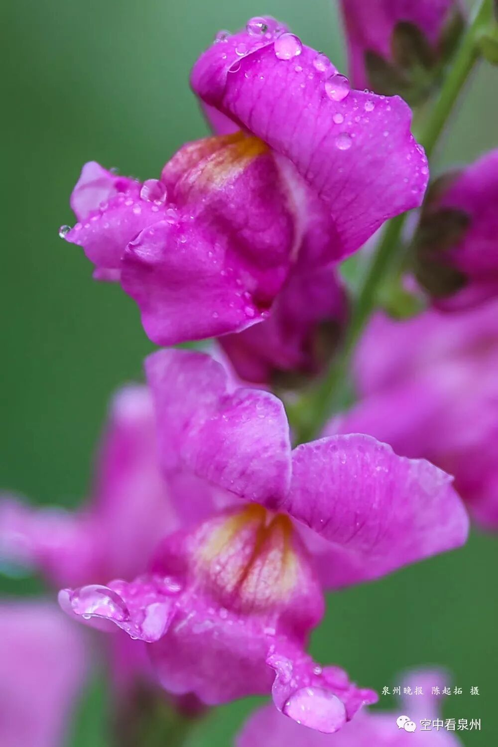 怎么区分草金鱼和金鱼_丰满多肉的大美屁股女图_金鱼草花期