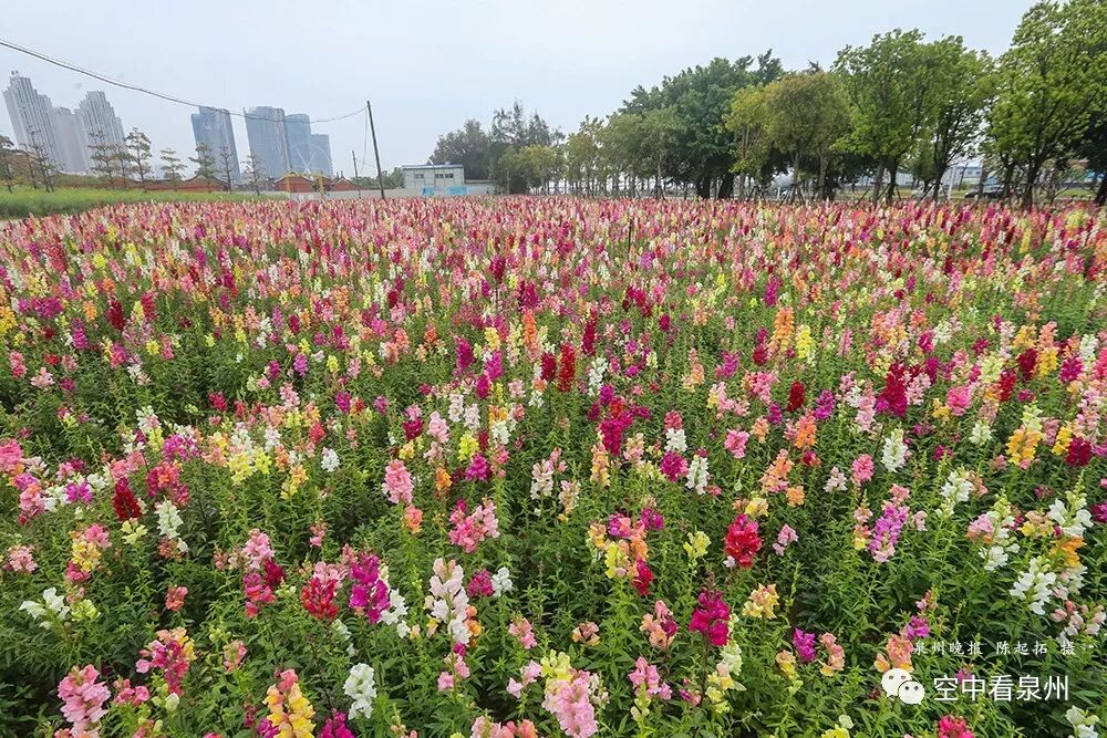 丰满多肉的大美屁股女图_金鱼草花期_怎么区分草金鱼和金鱼