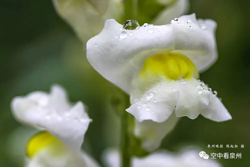 丰满多肉的大美屁股女图_怎么区分草金鱼和金鱼_金鱼草花期