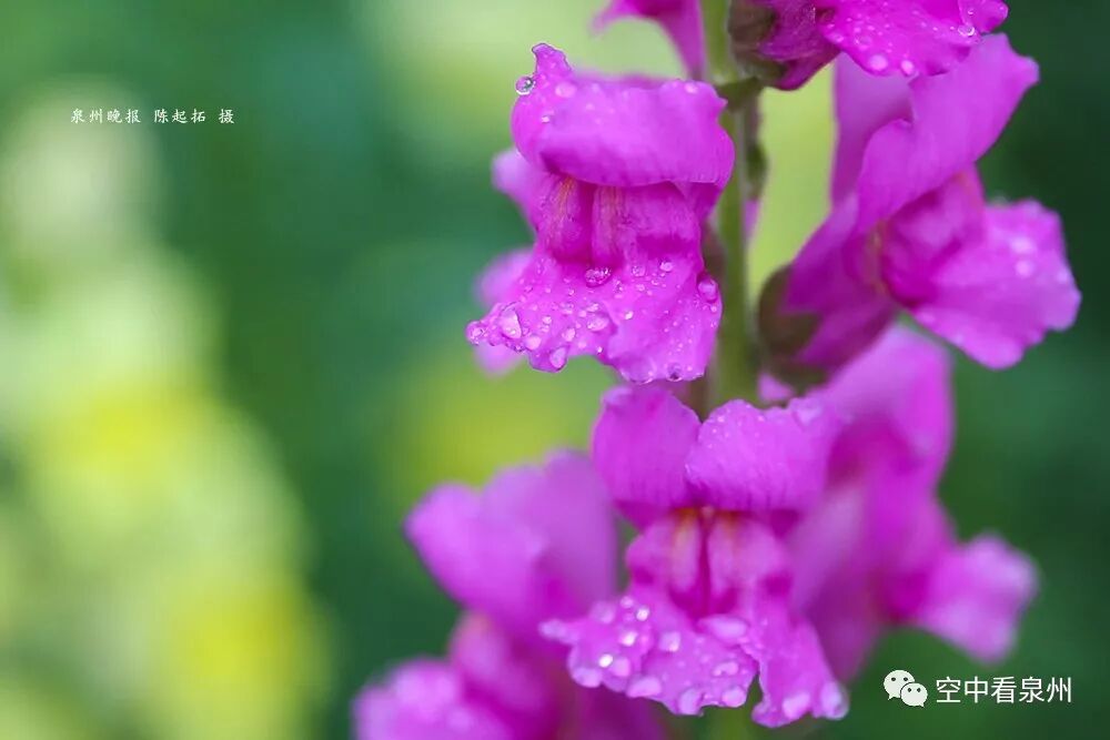 丰满多肉的大美屁股女图_怎么区分草金鱼和金鱼_金鱼草花期