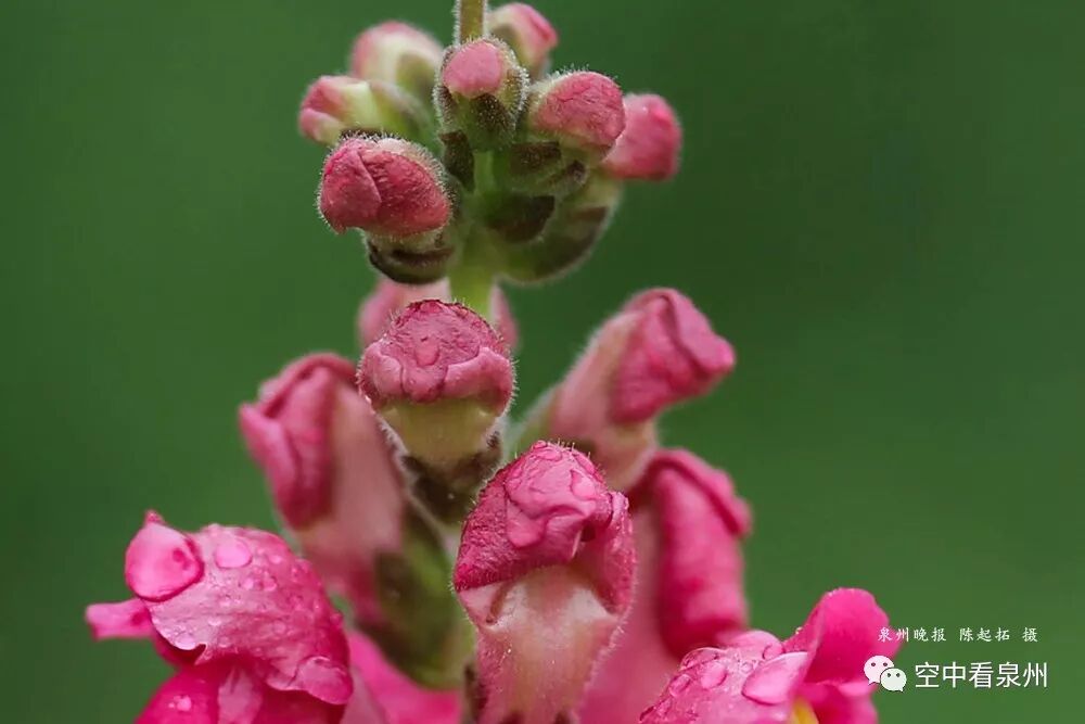 金鱼草花期_丰满多肉的大美屁股女图_怎么区分草金鱼和金鱼