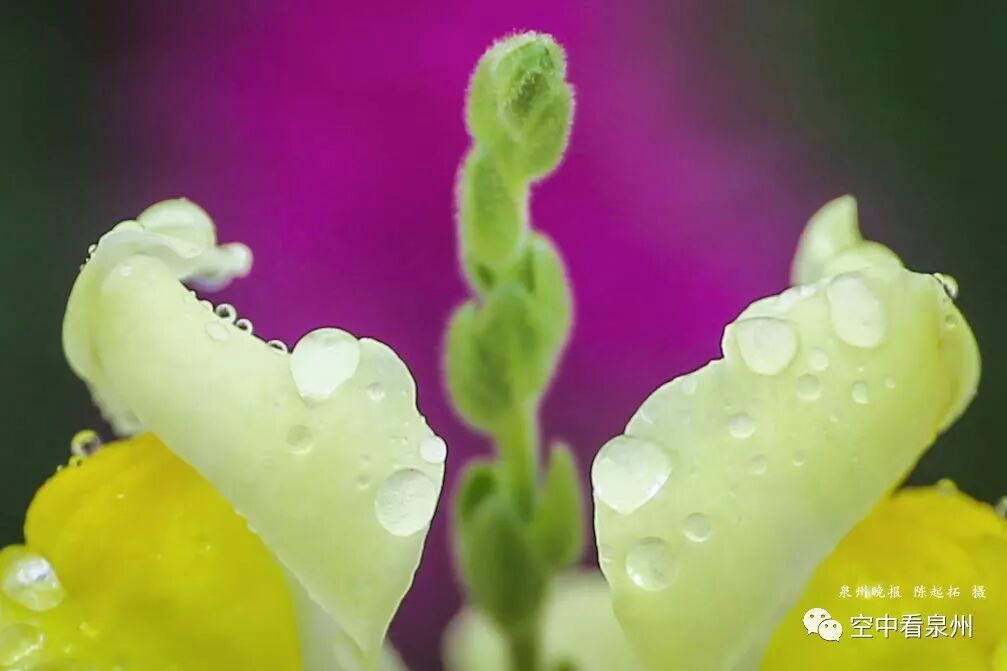 丰满多肉的大美屁股女图_金鱼草花期_怎么区分草金鱼和金鱼