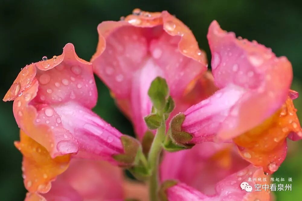 怎么区分草金鱼和金鱼_金鱼草花期_丰满多肉的大美屁股女图