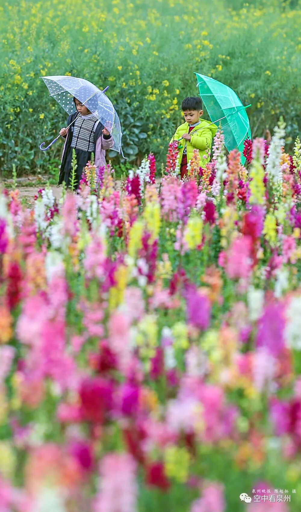金鱼草花期 大美泉州 | 下雨更美！丰海路超万平方米金鱼草，缤纷你的春天