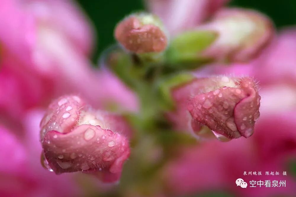 丰满多肉的大美屁股女图_怎么区分草金鱼和金鱼_金鱼草花期