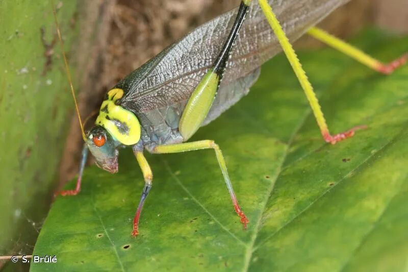 如彩虹般绚丽的昆虫还有许多,比如:来源:project noah大翠绿象甲eurhi