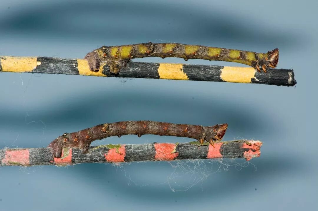 来源:amy eacock更为神奇的是,桦尺蠖还进化出了用皮肤感知颜色的能力