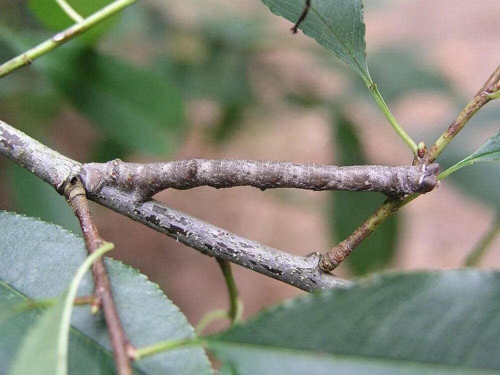 如此怪的尺蠖，你见过吗？