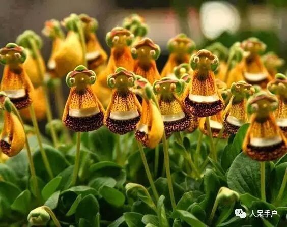 布袋花:哈,我可不做亏本的买卖,施主,我来化缘了