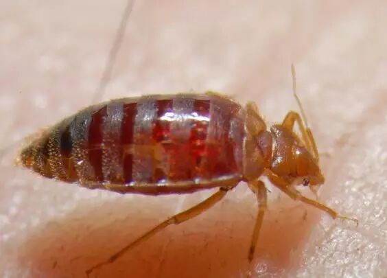 臭虫消灭方法:可以使用菊酯类杀虫剂,配合紫外线灯和吸尘器消灭跳蚤.