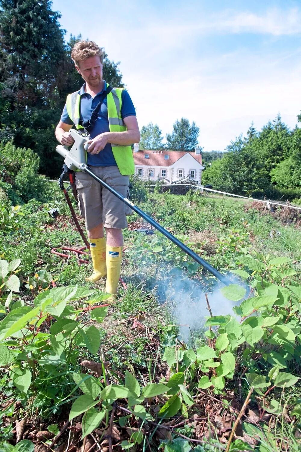 在中国治病救人的虎杖 入侵英国后 竟把英国人逼疯了 人呆手户 微信公众号文章阅读 Wemp
