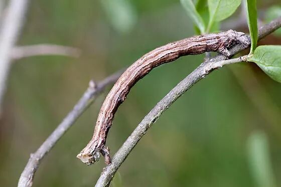报》官方微平台说到昆虫界的伪装大师，那不得不提尺蛾的幼虫——尺蠖！
