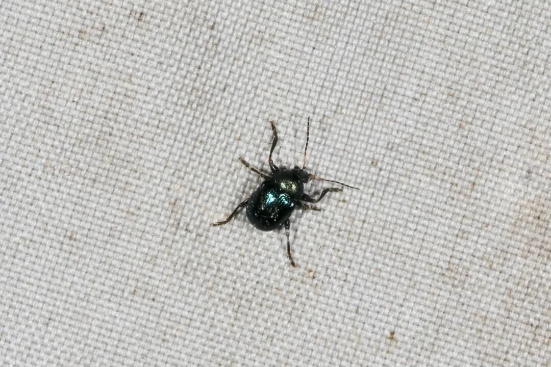 每天认识一种昆虫 人呆手户 微信公众号文章阅读 Wemp