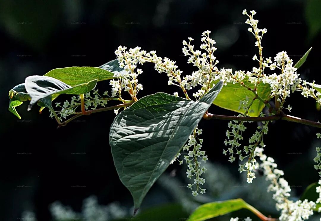 在中国治病救人的虎杖 入侵英国后 竟把英国人逼疯了 人呆手户 微信公众号文章阅读 Wemp
