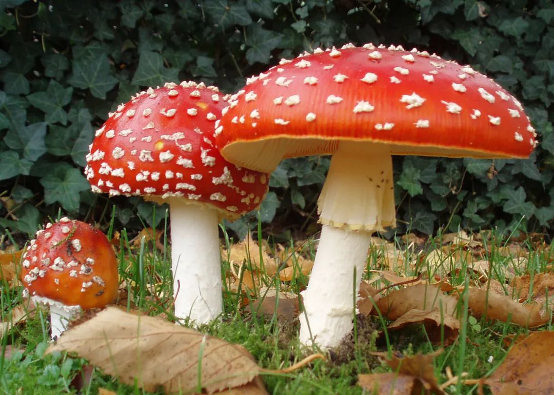 千万要小心，这些看起来平凡无奇的蘑菇竟然成为了新型毒品！