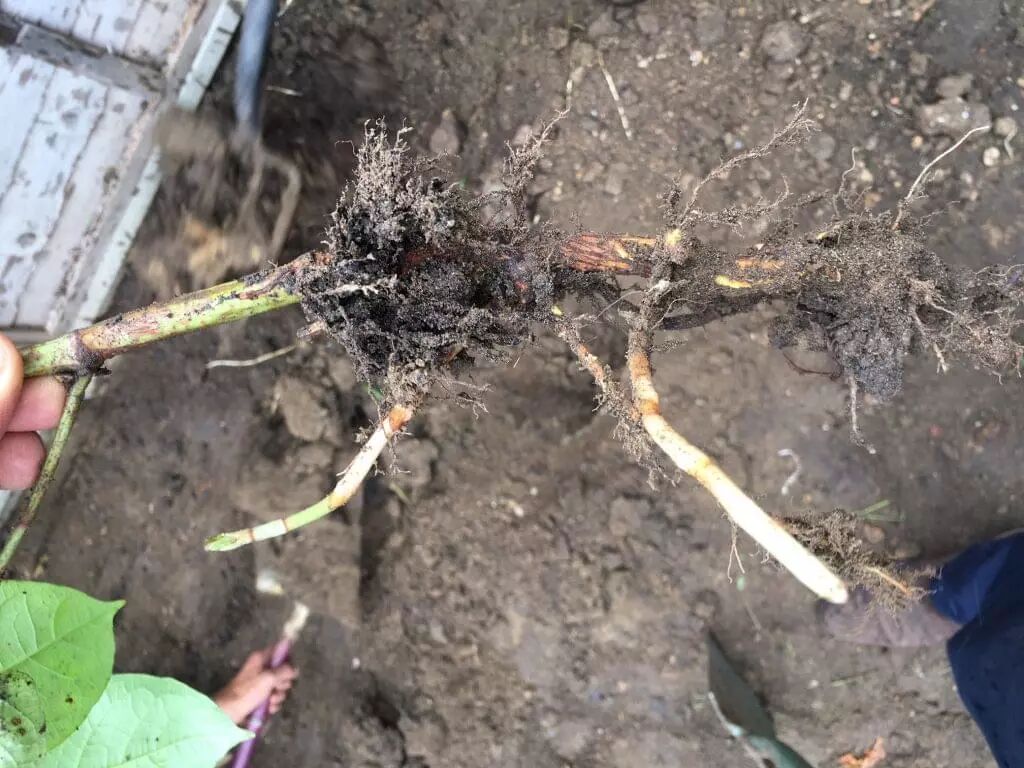 在中国治病救人的虎杖 入侵英国后 竟把英国人逼疯了 人呆手户 微信公众号文章阅读 Wemp