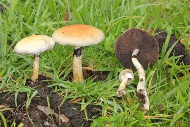 千万要小心，这些看起来平凡无奇的蘑菇竟然成为了新型毒品！