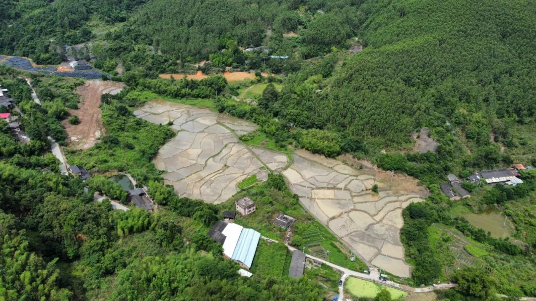 东肖蕉田变粮田筑牢粮食安全基石