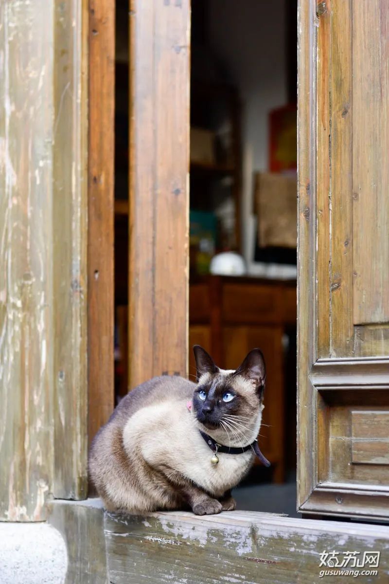 苏州的猫 猛男必看 姑苏网 二十次幂