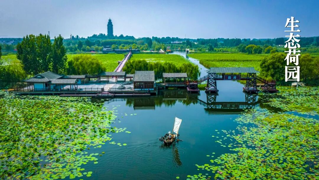 微山湖夏日盛景丨首批荷花娇艳绽放,邀您共赏荷塘仙境