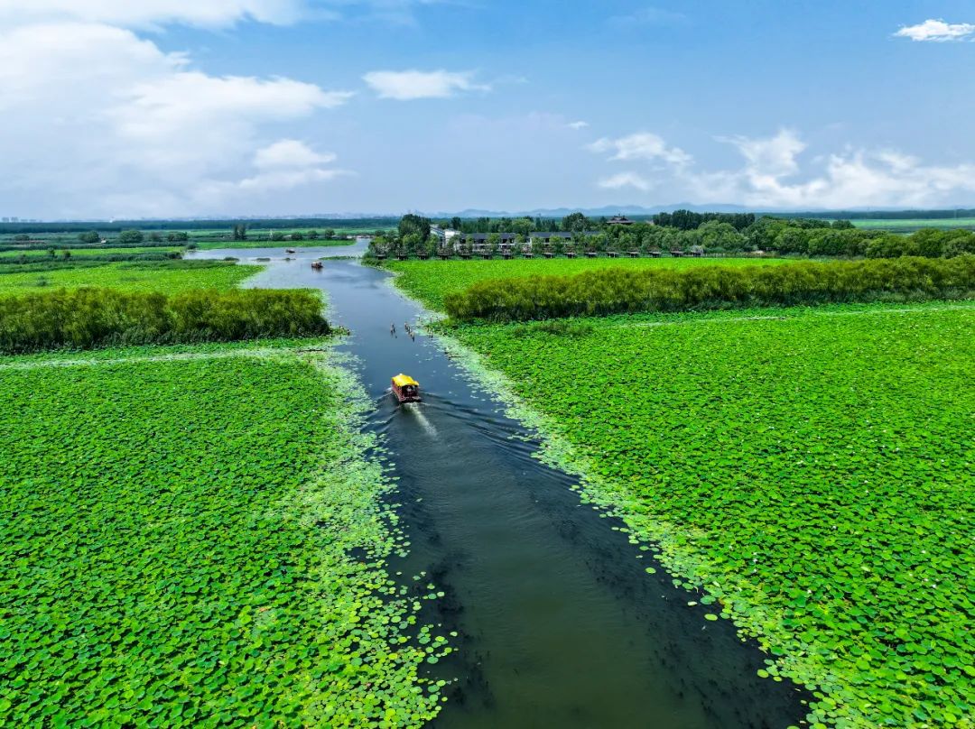 游客朋友们可前往微山岛景区-"生态荷园";微山湖国家湿地公园-"湖岸