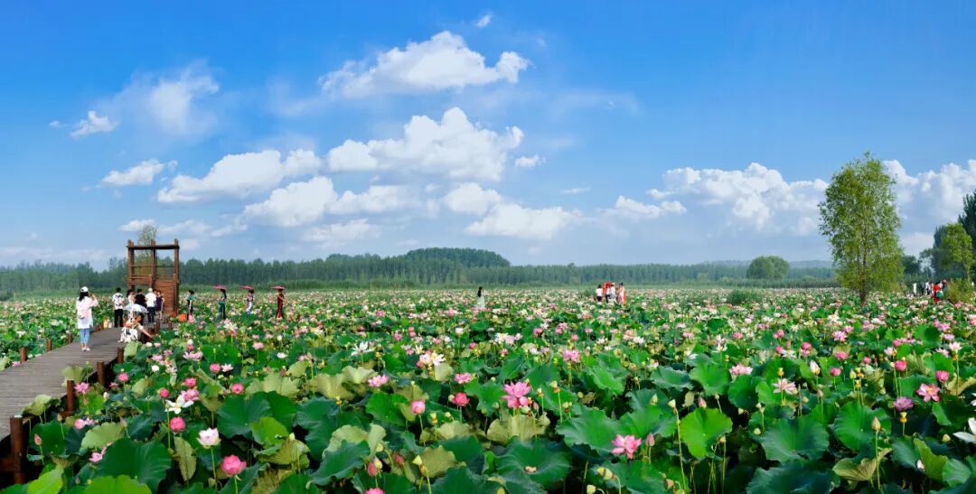 游客朋友们可前往微山岛景区-"生态荷园";微山湖国家湿地公园-"湖岸