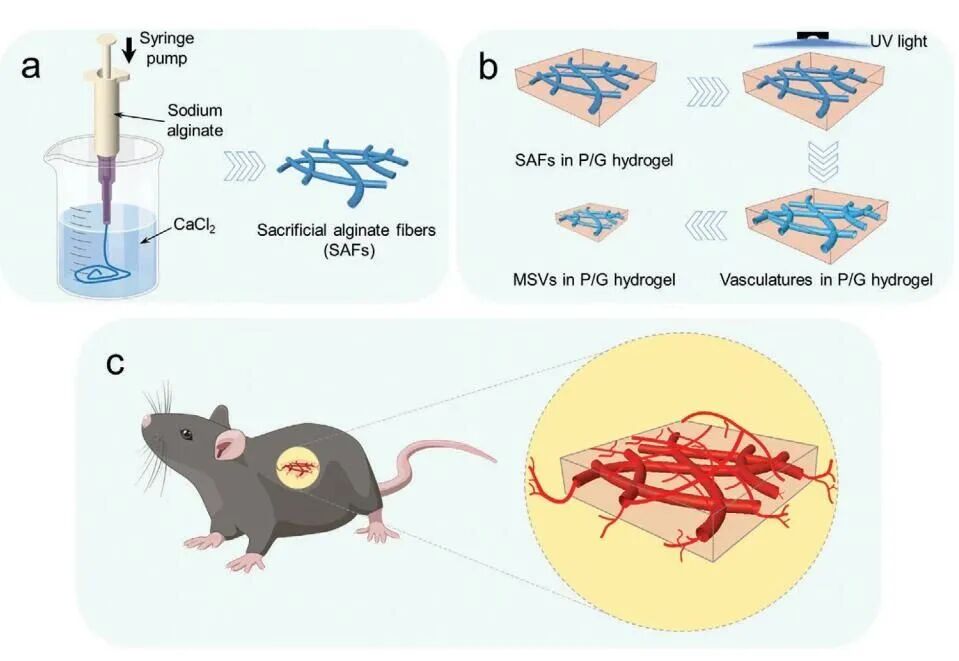 明胶在血管怎么降解【专题集锦】生物3D打印墨水设计及应用研究（20211124更新）_https://www.jmylbn.com_新闻资讯_第100张