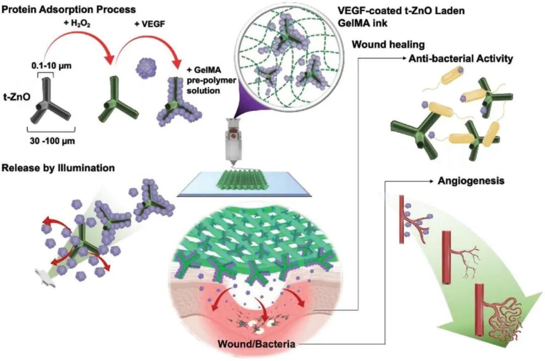 明胶在血管怎么降解【专题集锦】生物3D打印墨水设计及应用研究（20211124更新）_https://www.jmylbn.com_新闻资讯_第94张