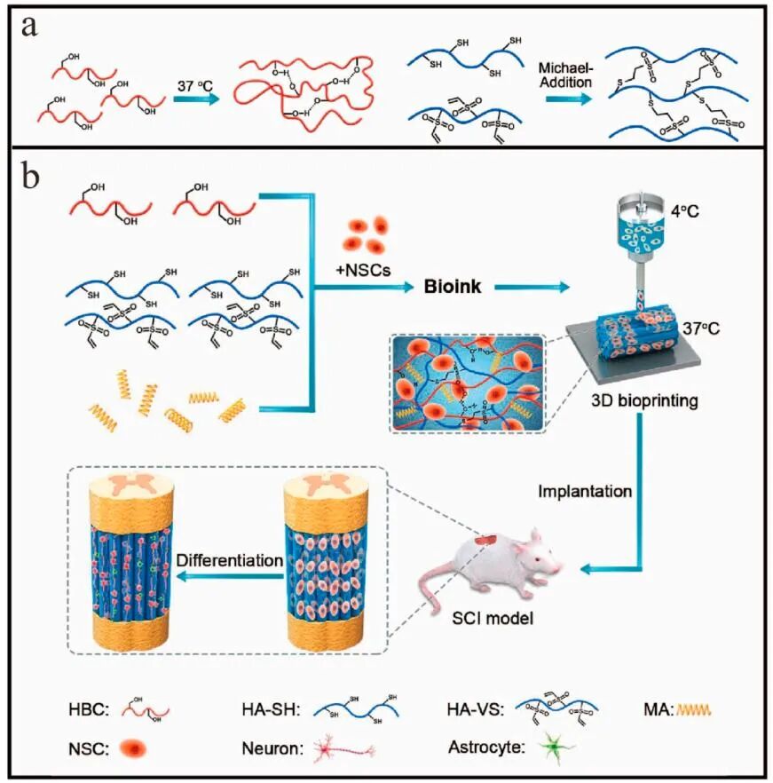 明胶在血管怎么降解【专题集锦】生物3D打印墨水设计及应用研究（20211124更新）_https://www.jmylbn.com_新闻资讯_第84张