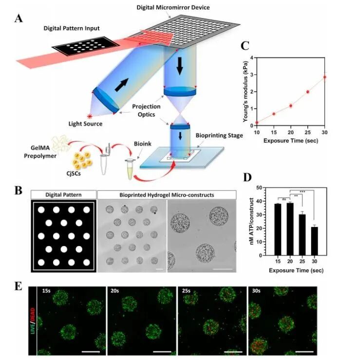明胶在血管怎么降解【专题集锦】生物3D打印墨水设计及应用研究（20211124更新）_https://www.jmylbn.com_新闻资讯_第96张