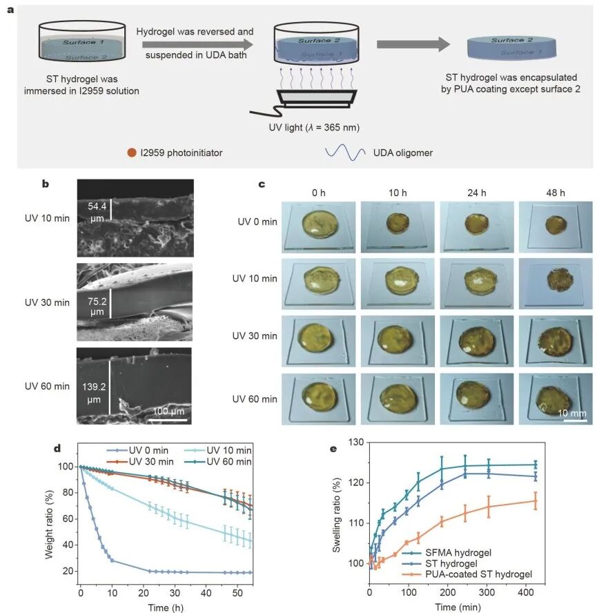 怎么撕敷料啊《Science China Materials》：用于伤口修复的无二次损伤的保水可撕断粘附水凝胶_https://www.jmylbn.com_新闻资讯_第5张