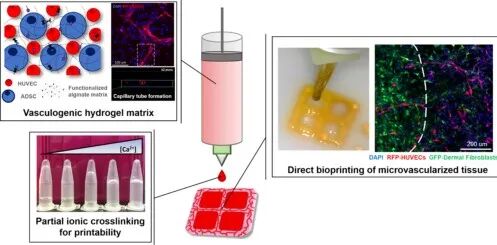 明胶在血管怎么降解【专题集锦】生物3D打印墨水设计及应用研究（20211124更新）_https://www.jmylbn.com_新闻资讯_第58张