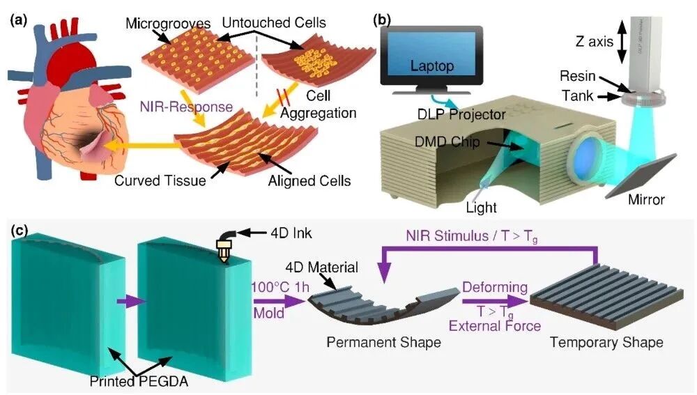 明胶在血管怎么降解【专题集锦】生物3D打印墨水设计及应用研究（20211124更新）_https://www.jmylbn.com_新闻资讯_第64张