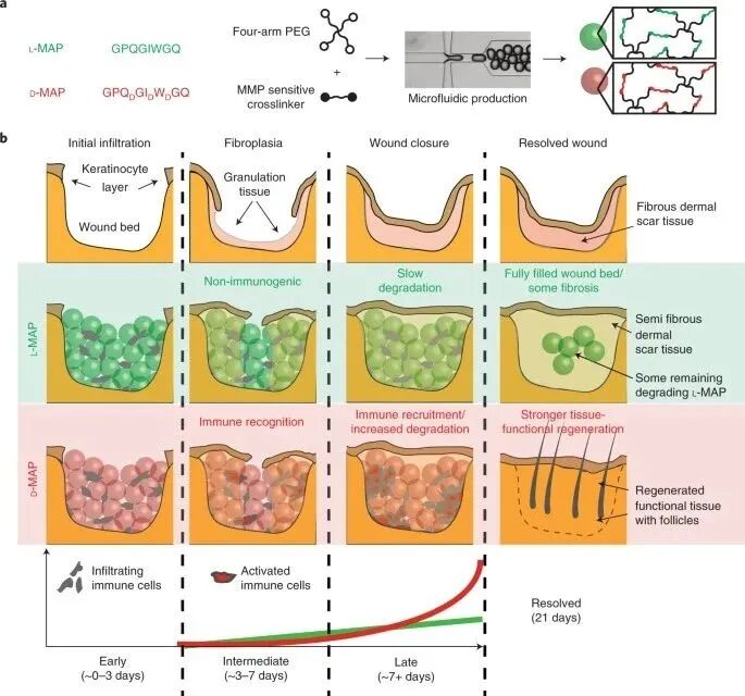 水凝胶伤口敷料怎么用【专题集锦】组织粘附与伤口敷料（20210803更新）_https://www.jmylbn.com_新闻资讯_第18张
