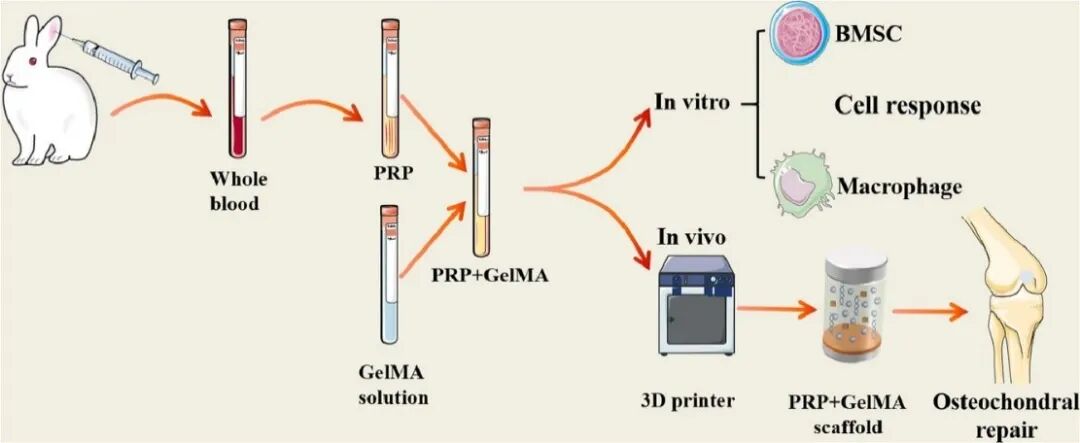 医用诱导骨基质是什么【专题集锦】软骨再生（20230111更新）_https://www.jmylbn.com_新闻资讯_第2张