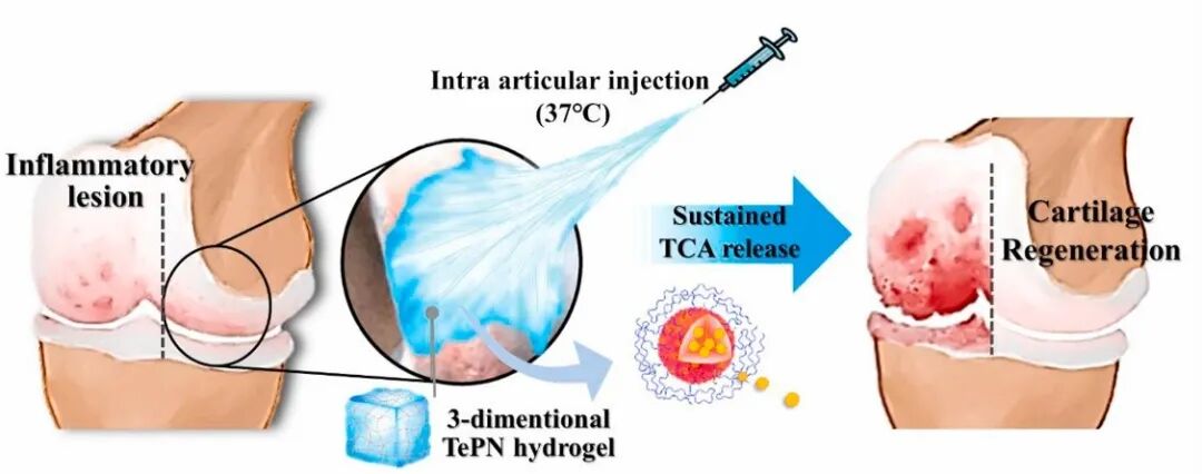 医用诱导骨基质是什么【专题集锦】软骨再生（20230111更新）_https://www.jmylbn.com_新闻资讯_第16张