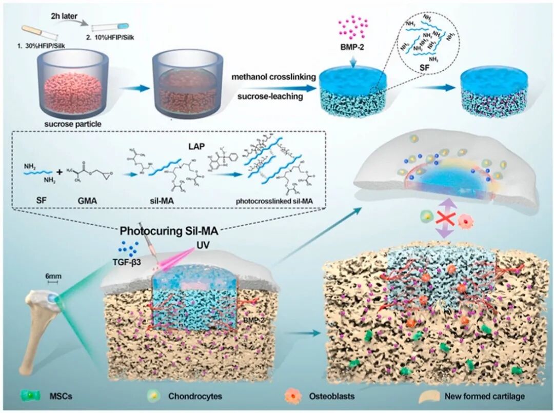 医用诱导骨基质是什么【专题集锦】软骨再生（20230111更新）_https://www.jmylbn.com_新闻资讯_第18张
