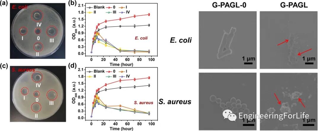 有哪些抗菌凝胶科学普及 ｜ 如何表征水凝胶的抗菌性能？有哪些检测手段？_https://www.jmylbn.com_新闻资讯_第5张