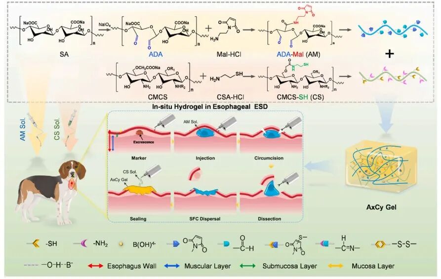壳聚糖凝胶有什么作用《Bioactive Materials》：海藻酸钠／壳聚糖双组分多功能凝胶用于伤口护理_https://www.jmylbn.com_新闻资讯_第2张