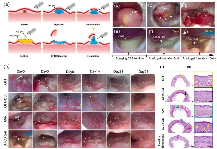壳聚糖凝胶有什么作用《Bioactive Materials》：海藻酸钠／壳聚糖双组分多功能凝胶用于伤口护理_https://www.jmylbn.com_新闻资讯_第9张